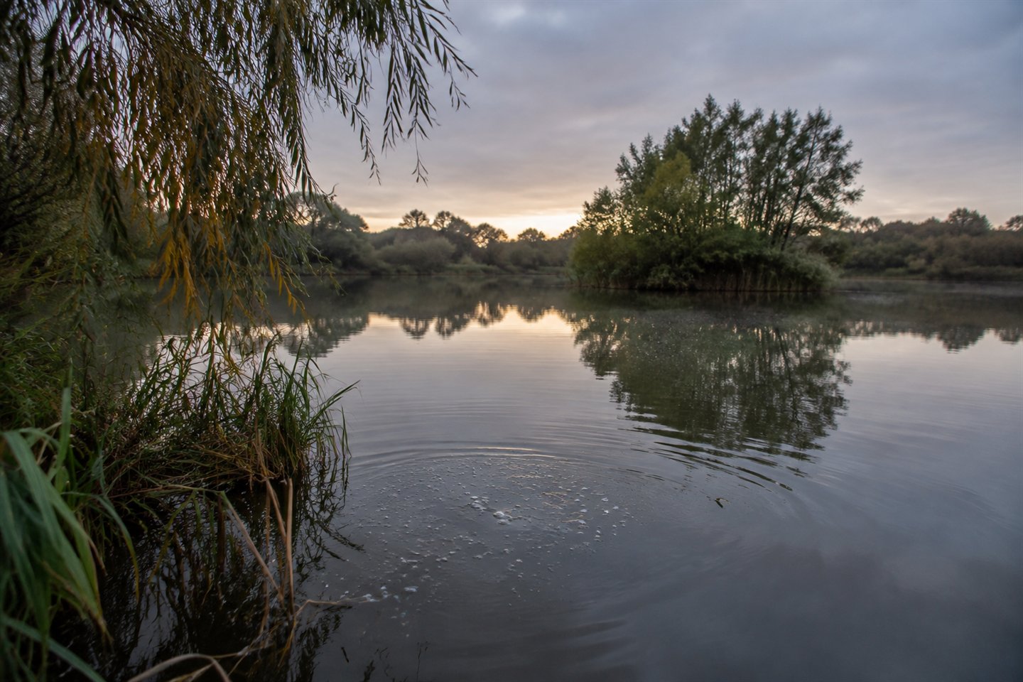 Subtle feeding bubbles and ripples beside a reed-fringed UK carp lake margin