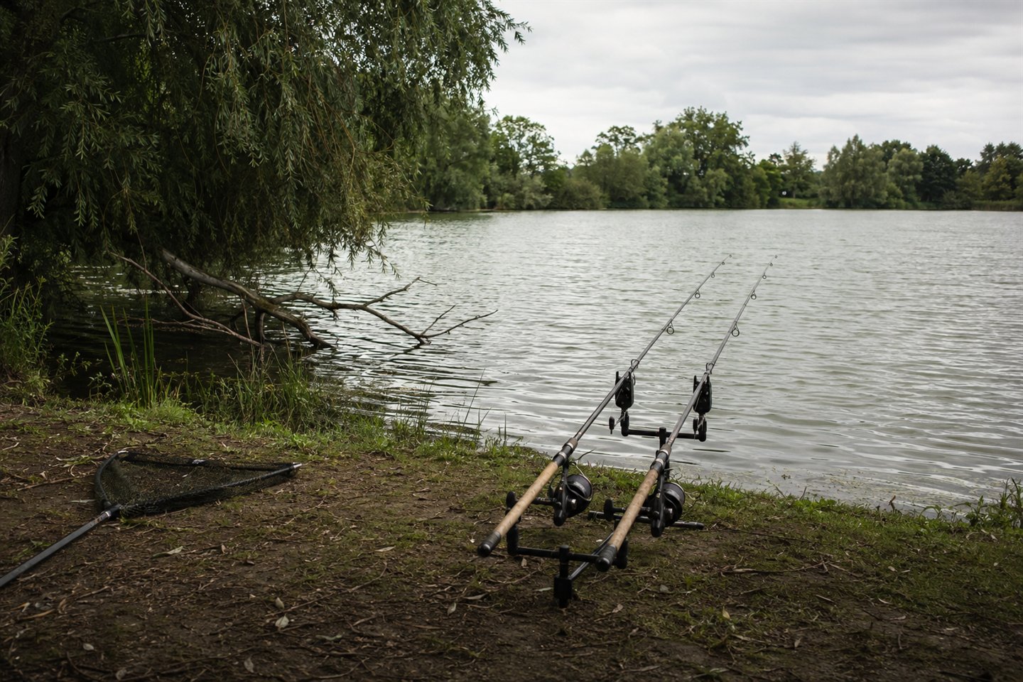 Two secured carp rods angled into clear water beside an overhanging snag